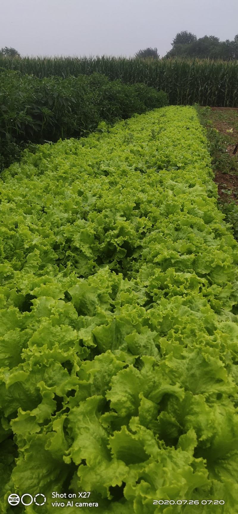 精品生菜颜色好质量优，可供超市发往全国各地