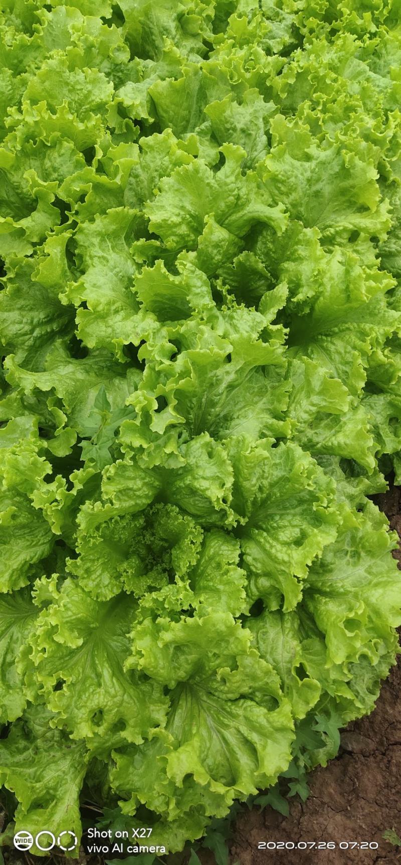 精品生菜颜色好质量优，可供超市发往全国各地