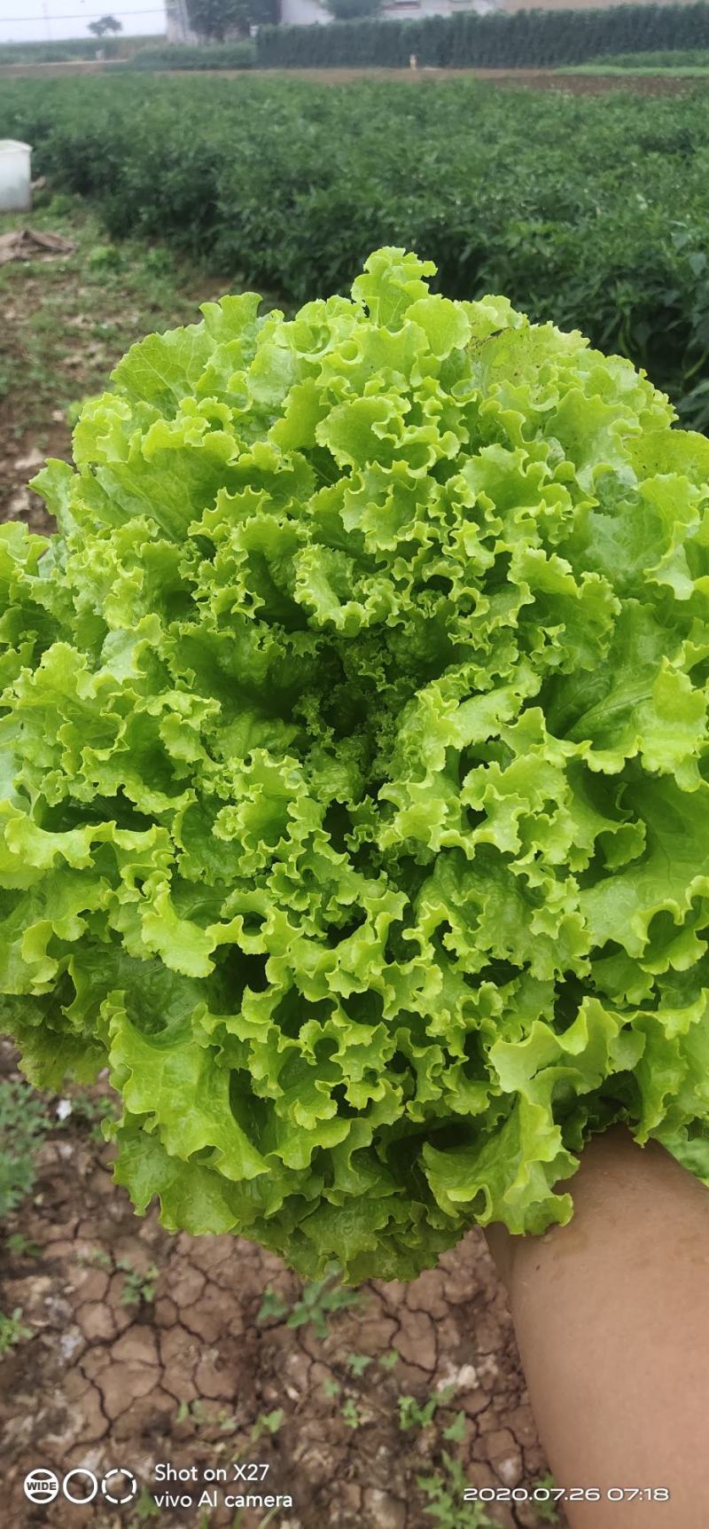 精品生菜颜色好质量优，可供超市发往全国各地