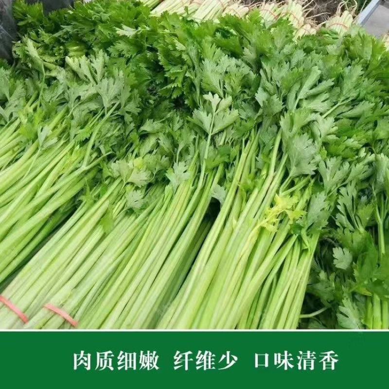 四季速生黄嫩小芹清香小芹菜种籽抽苔晚叶柄黄绿实心特高产