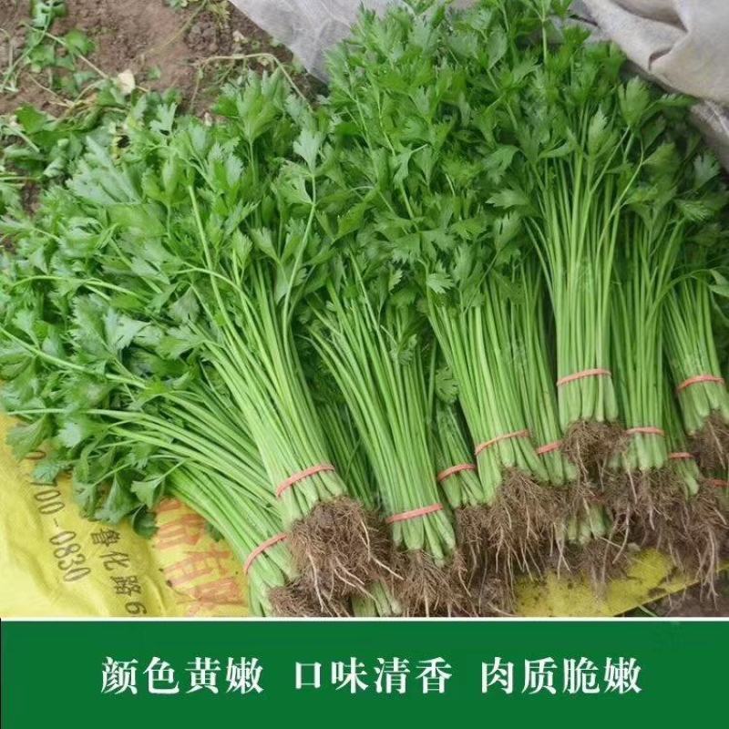 四季速生黄嫩小芹清香小芹菜种籽抽苔晚叶柄黄绿实心特高产