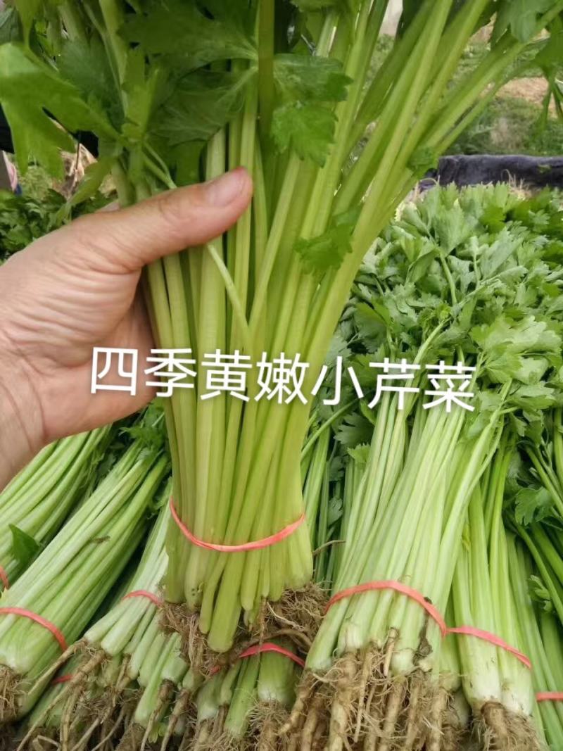 四季速生黄嫩小芹清香小芹菜种籽抽苔晚叶柄黄绿实心特高产