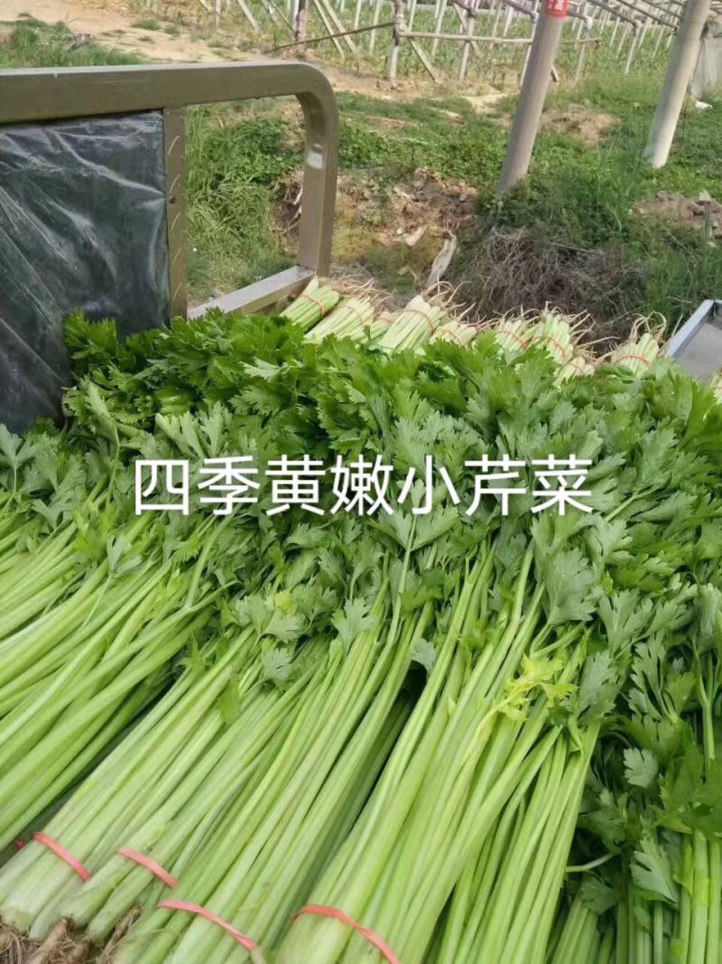四季速生黄嫩小芹清香小芹菜种籽抽苔晚叶柄黄绿实心特高产