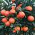 四川塔罗科血橙新鲜采摘产地一手货源批发专业代办团队