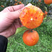 四川塔罗科血橙新鲜采摘产地一手货源批发专业代办团队