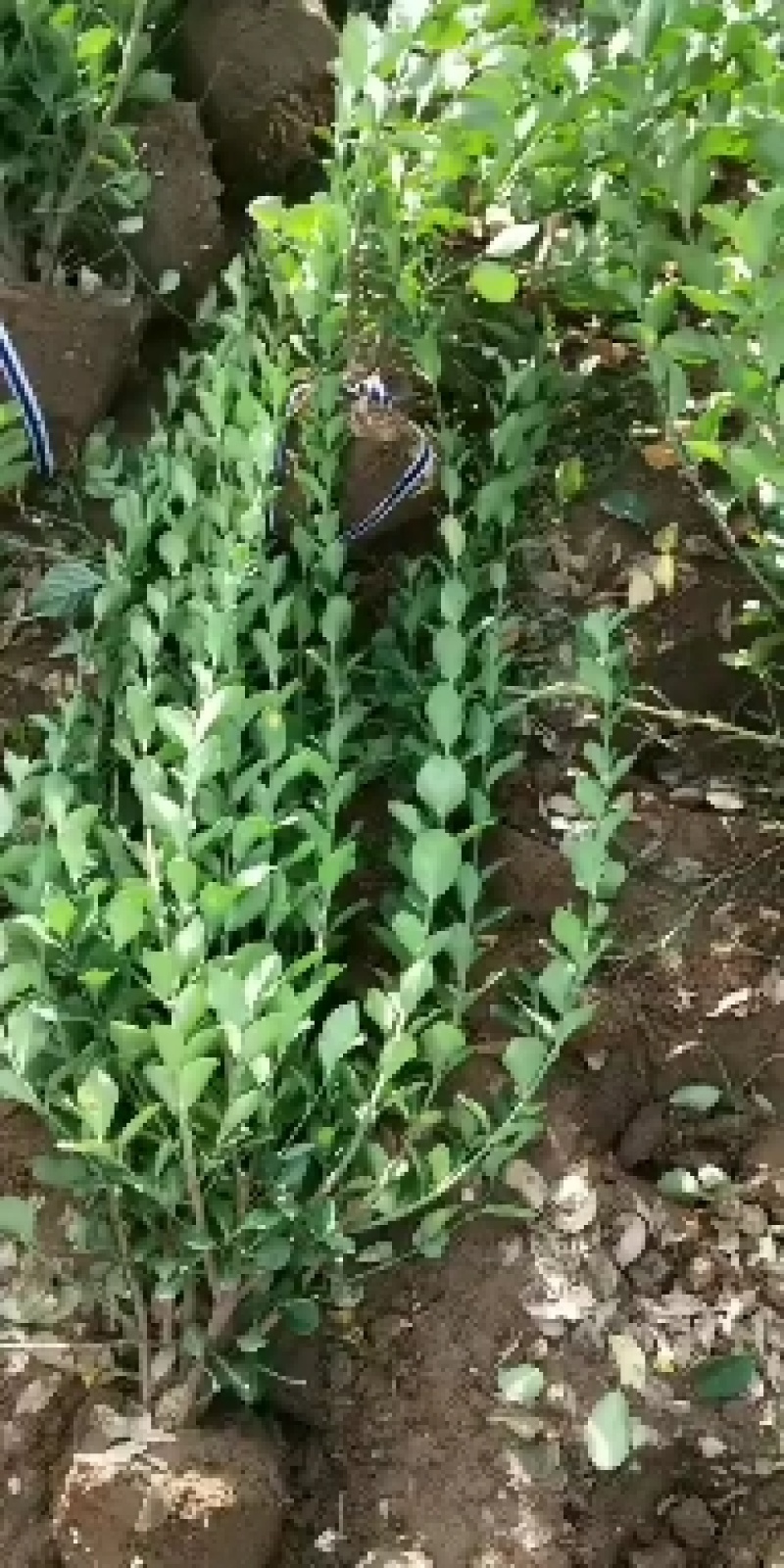 卫矛毛球道路小区绿化篱笆苗卫矛小苗卫矛球四季常青耐寒