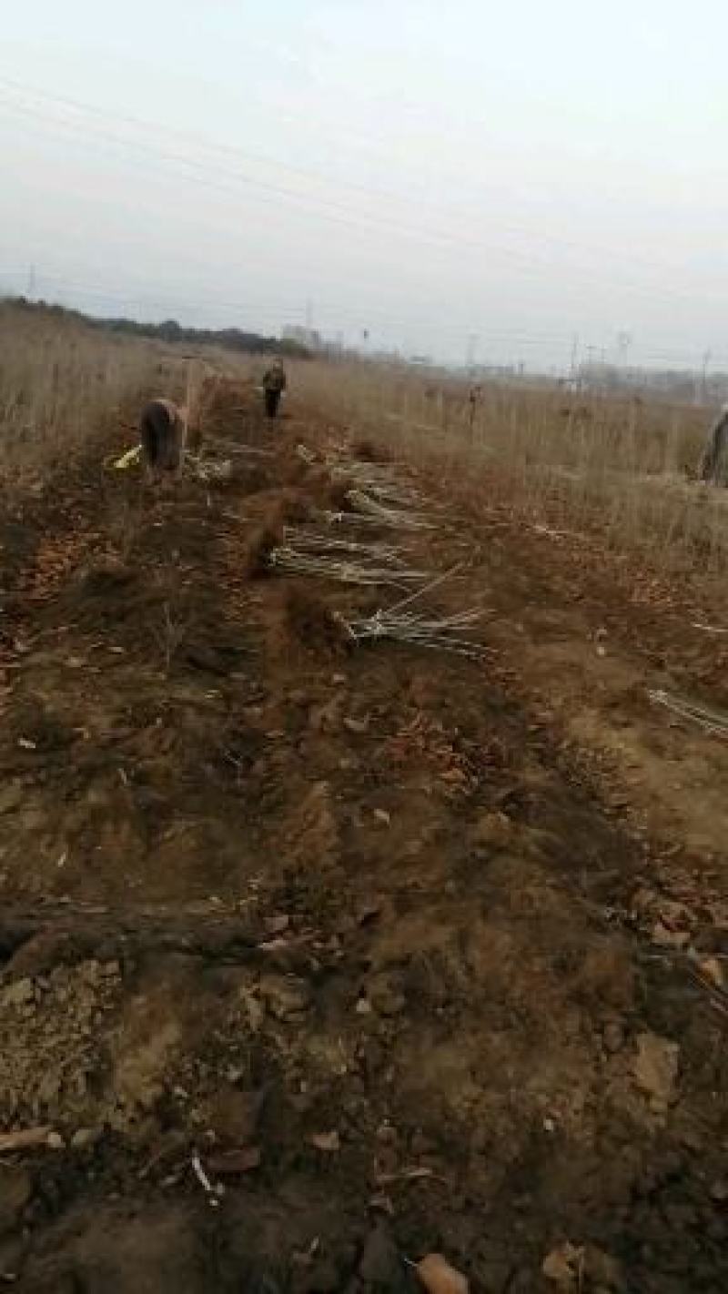 矮化大樱桃苗辉煌1-5，雷杰娜，超美，蜜露，8-5塔玛拉等