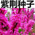 林木种子紫荆花种子紫荆种子满条红苏芳花紫株巨紫荆种子