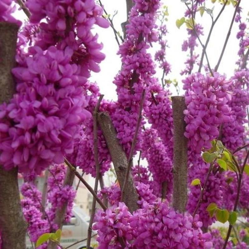 林木种子紫荆花种子紫荆种子满条红苏芳花紫株巨紫荆种子
