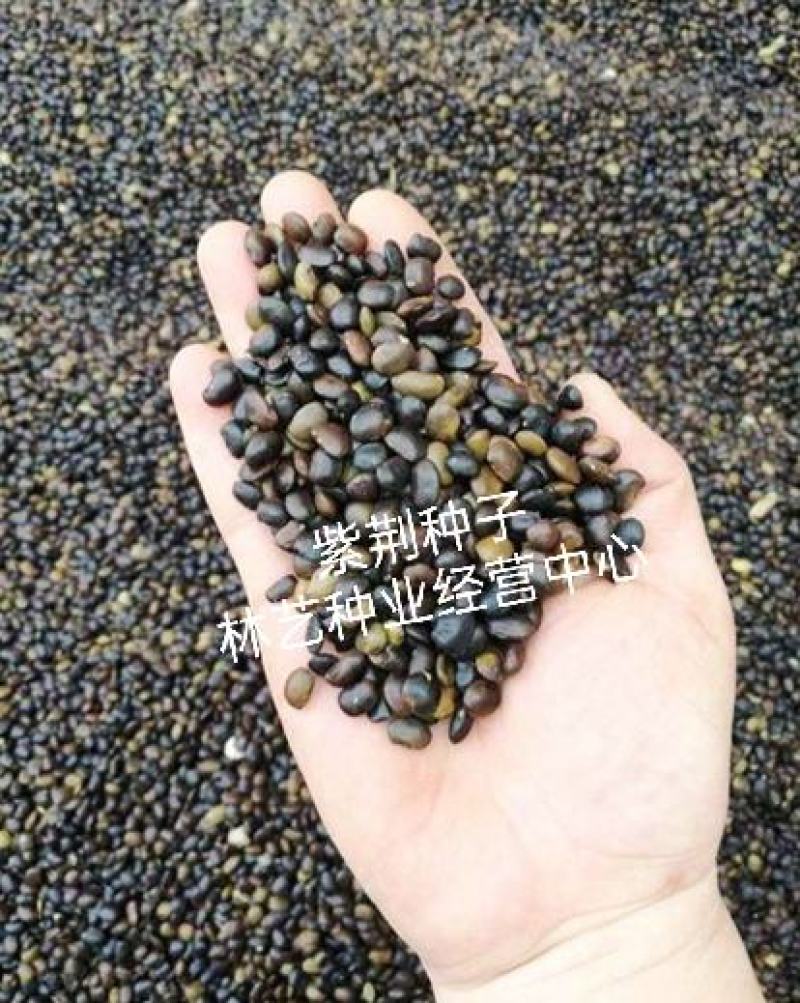 林木种子紫荆花种子紫荆种子满条红苏芳花紫株巨紫荆种子