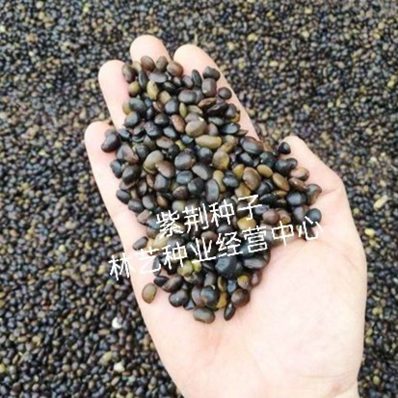 林木种子紫荆花种子紫荆种子满条红苏芳花紫株巨紫荆种子