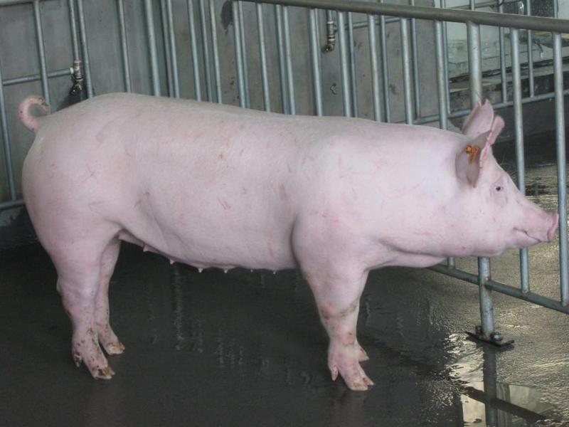 新美系大约克种母猪江苏宿迁种猪养殖场高产种猪猪仔大猪