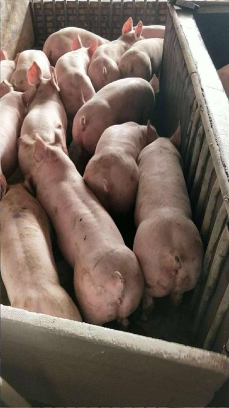 新美系大约克种母猪江苏宿迁种猪养殖场高产种猪猪仔大猪