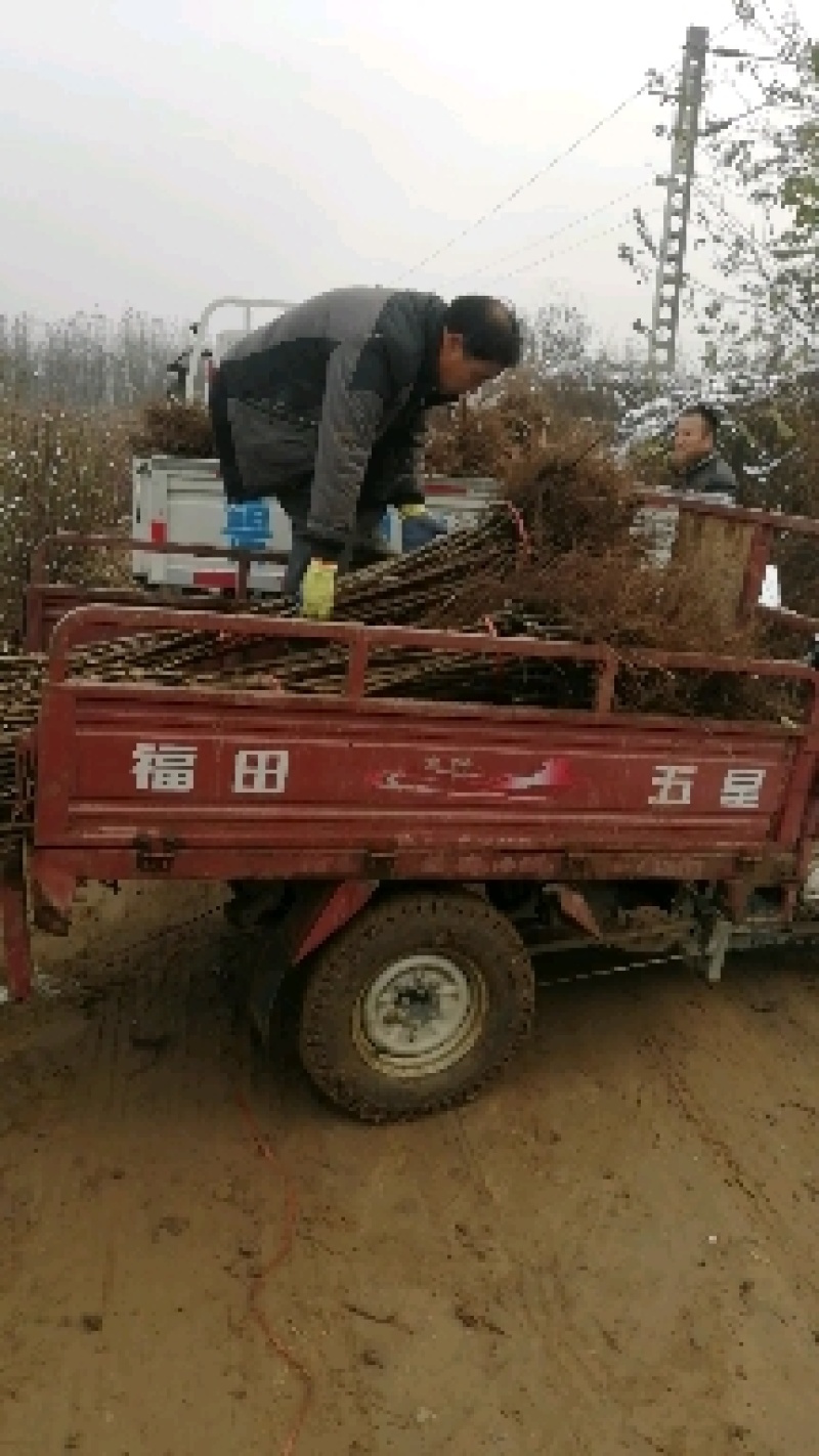 美早，齐早大樱桃苗大型果，汁液丰富风味甜，耐贮运口感好