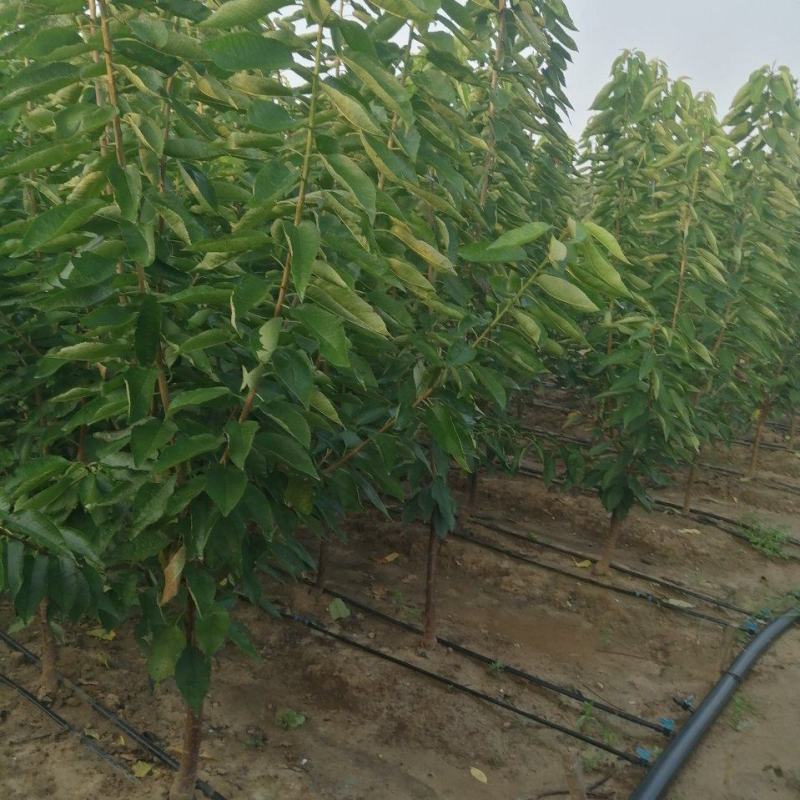 美早，齐早大樱桃苗大型果，汁液丰富风味甜，耐贮运口感好