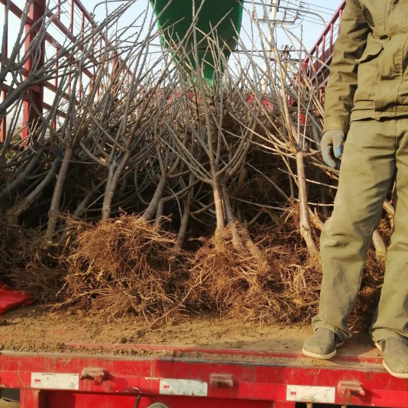 美早，齐早大樱桃苗大型果，汁液丰富风味甜，耐贮运口感好