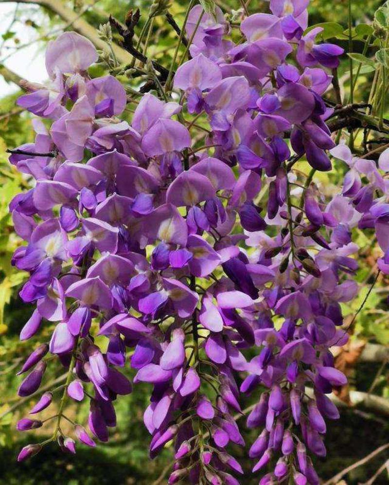 新采紫藤种子多花紫藤种子盆栽紫藤树种爬藤植物花种子