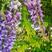 新采紫藤种子多花紫藤种子盆栽紫藤树种爬藤植物花种子