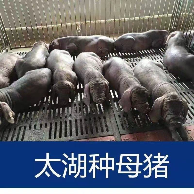 江苏纯种太湖母猪原种太湖母猪种活猪仔幼崽小猪仔种高产