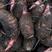 红芽芋头种子新鲜现挖芋头农家香芋嫩滑芋仔种子粉糯