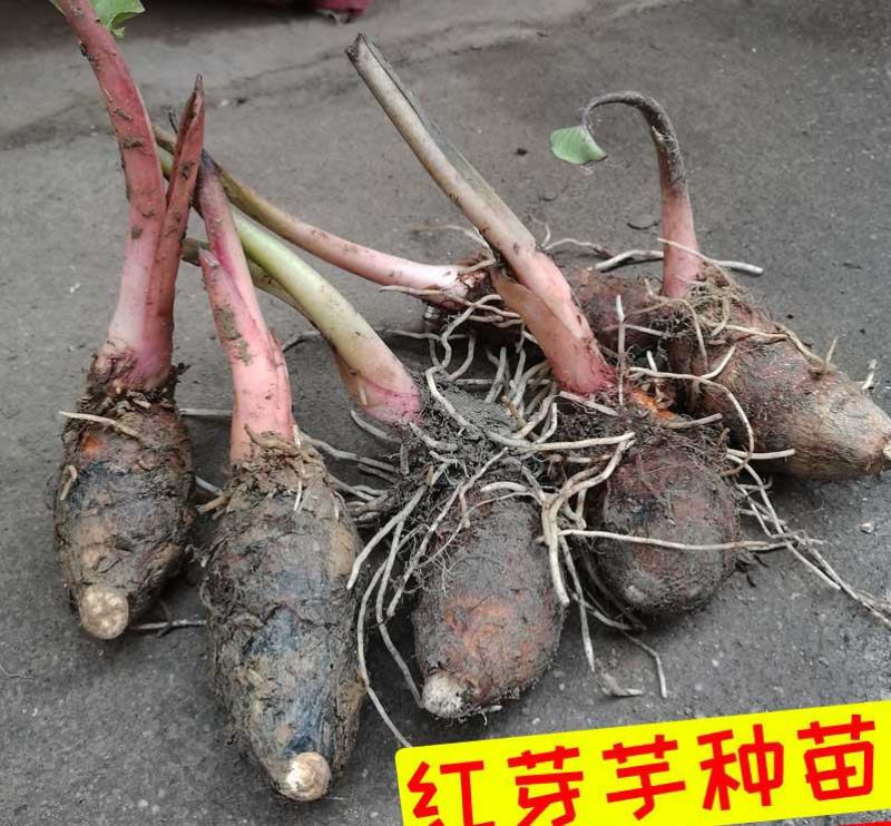 红芽芋头种子新鲜现挖芋头农家香芋嫩滑芋仔种子粉糯