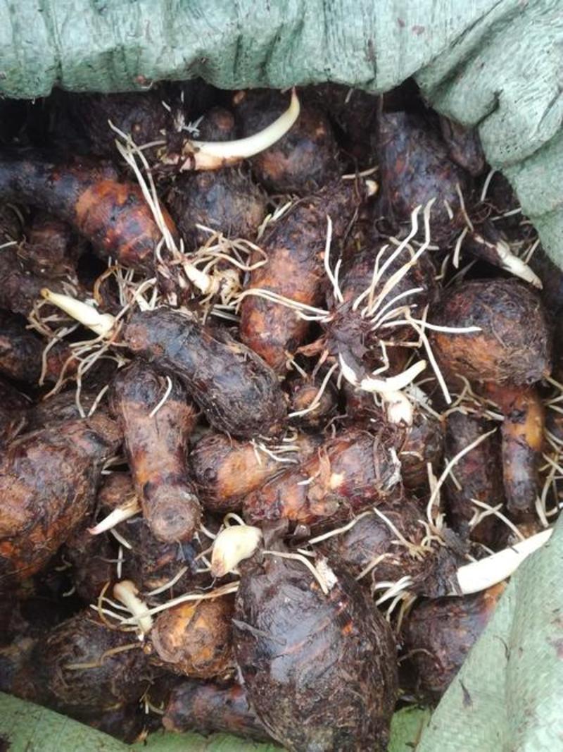 红芽芋头种子新鲜现挖芋头农家香芋嫩滑芋仔种子粉糯