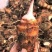 红芽芋头种子新鲜现挖芋头农家香芋嫩滑芋仔种子粉糯