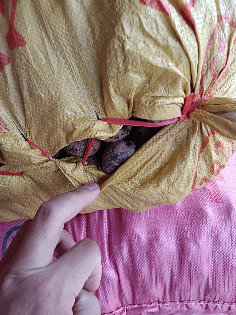靓货马蹄