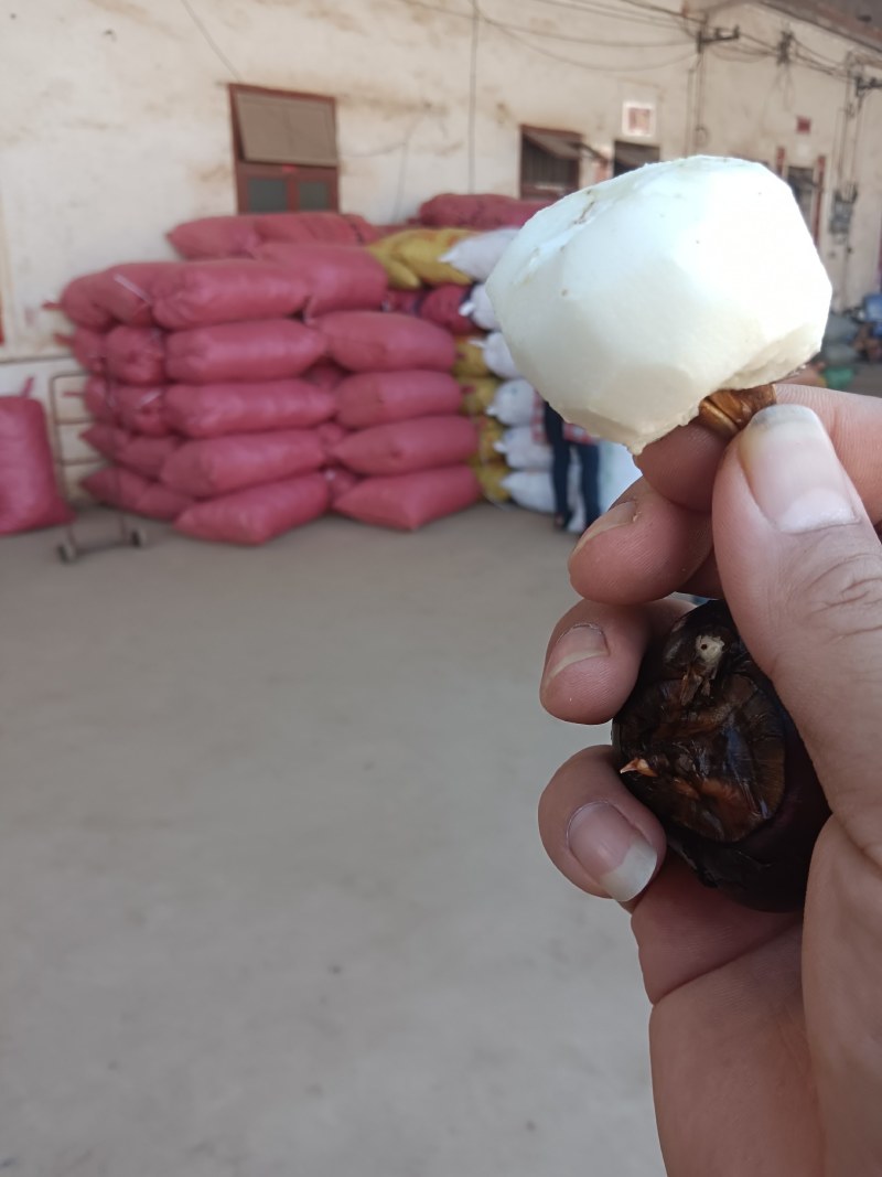 靓货马蹄