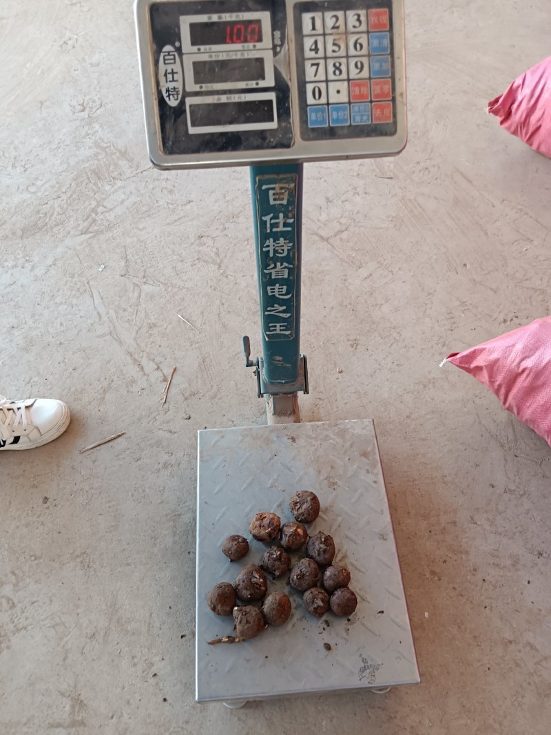 靓货马蹄