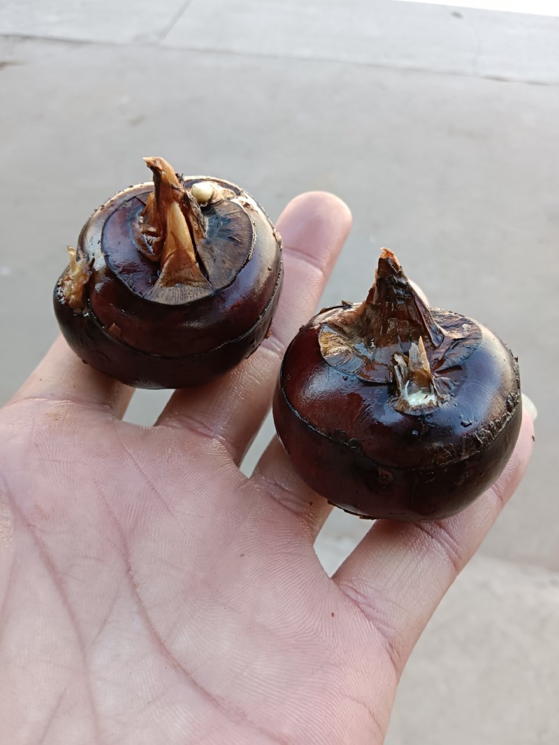 靓货马蹄