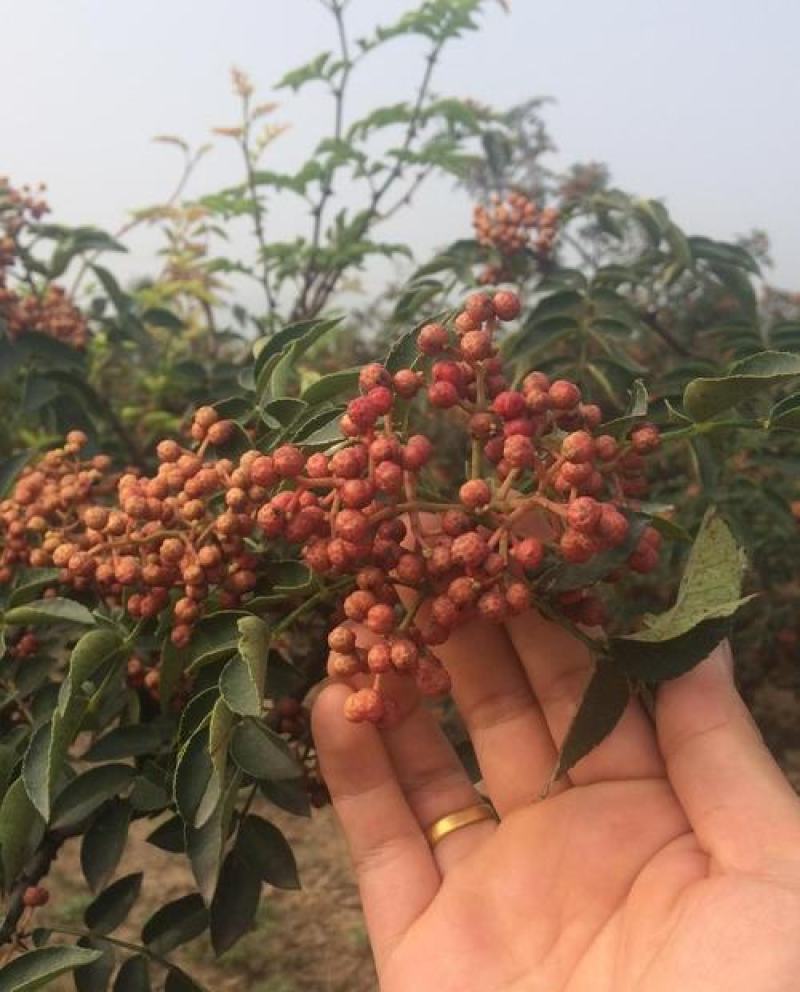 花椒种子新大红袍花椒籽子鸽粮育苗专用散装椒目