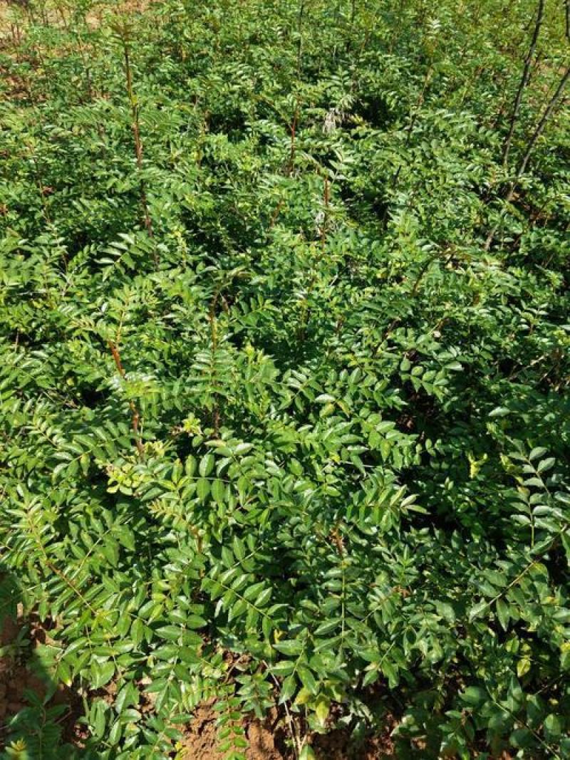 花椒种子新大红袍花椒籽子鸽粮育苗专用散装椒目