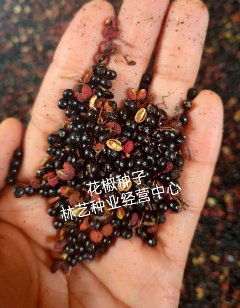 花椒种子新大红袍花椒籽子鸽粮育苗专用散装椒目