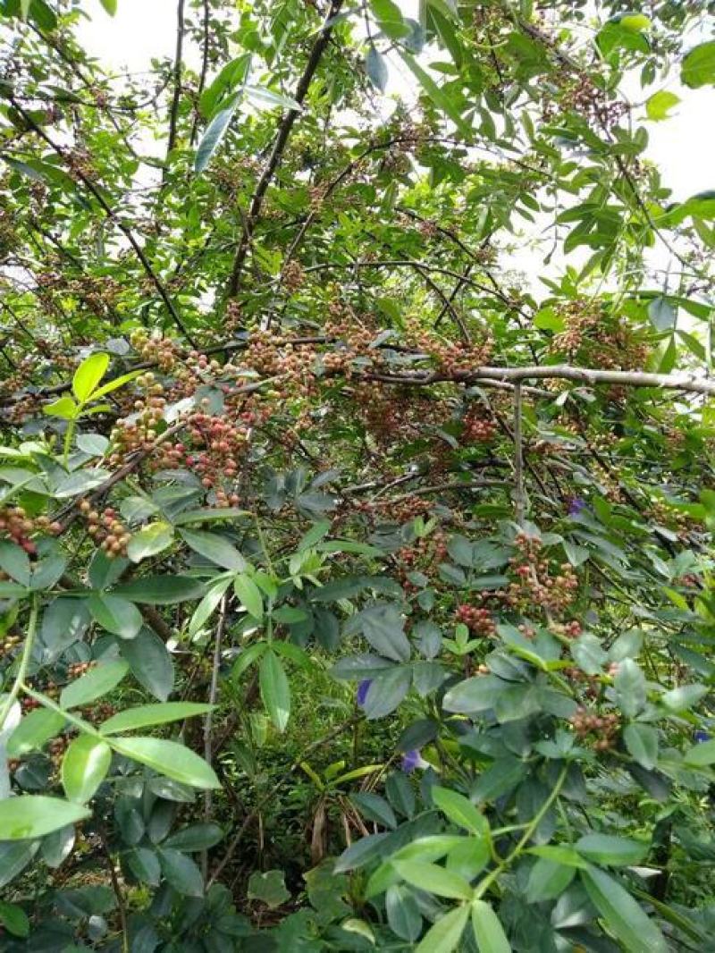 花椒种子新大红袍花椒籽子鸽粮育苗专用散装椒目