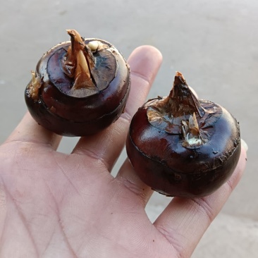 靓货马蹄