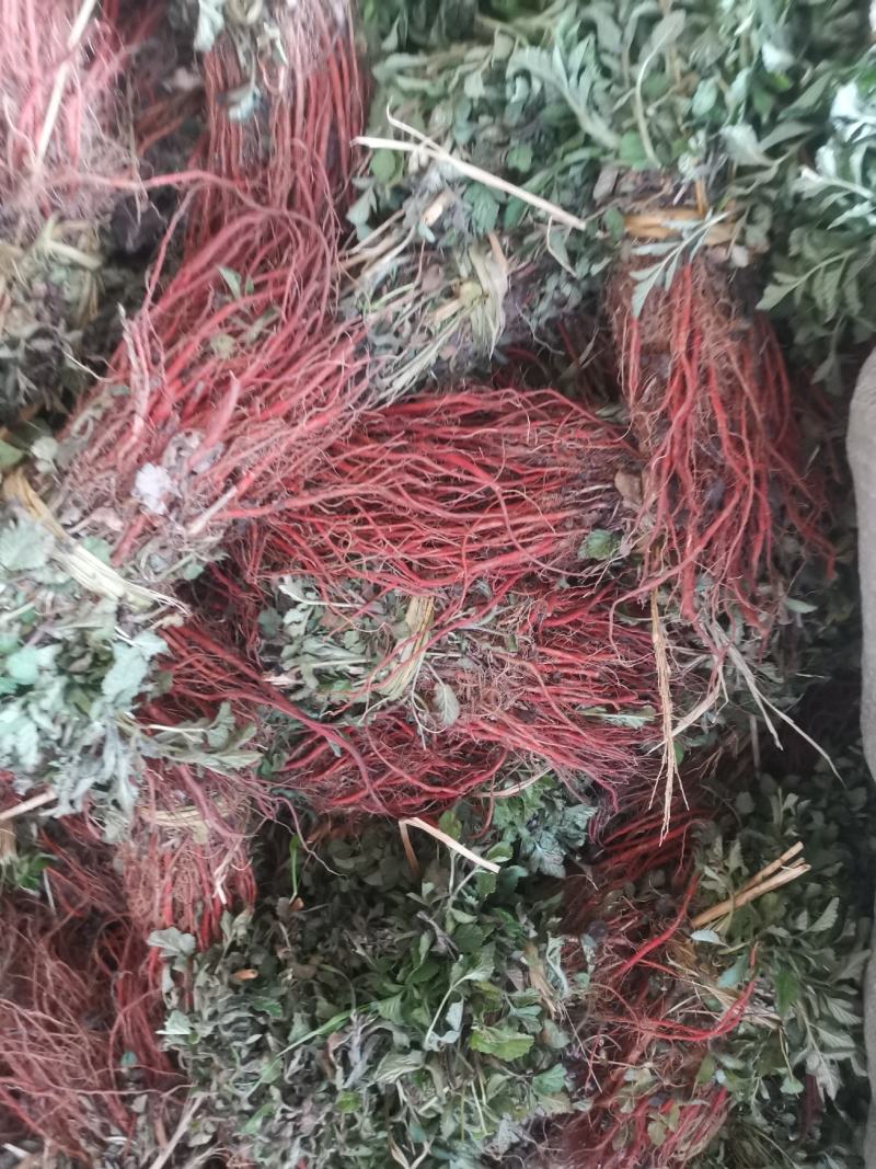 优质改良航天丹参苗丹参丹参苗免费提供种植技术
