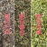 甘肃特级小茴香粒种子籽批发包邮家用商用调料香辛料卤肉底料