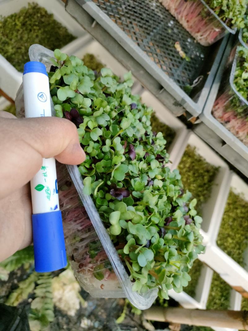 萝卜苗，豌豆苗，黄金芽苗菜五彩萝卜苗，，，