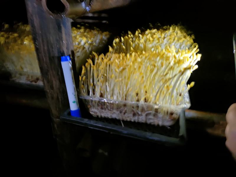 萝卜苗，豌豆苗，黄金芽苗菜五彩萝卜苗，，，