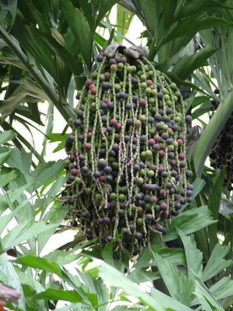 鱼尾葵种子鱼尾葵种子量大优惠提供种植技术
