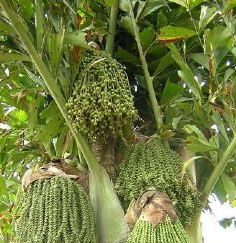 鱼尾葵种子鱼尾葵种子量大优惠提供种植技术