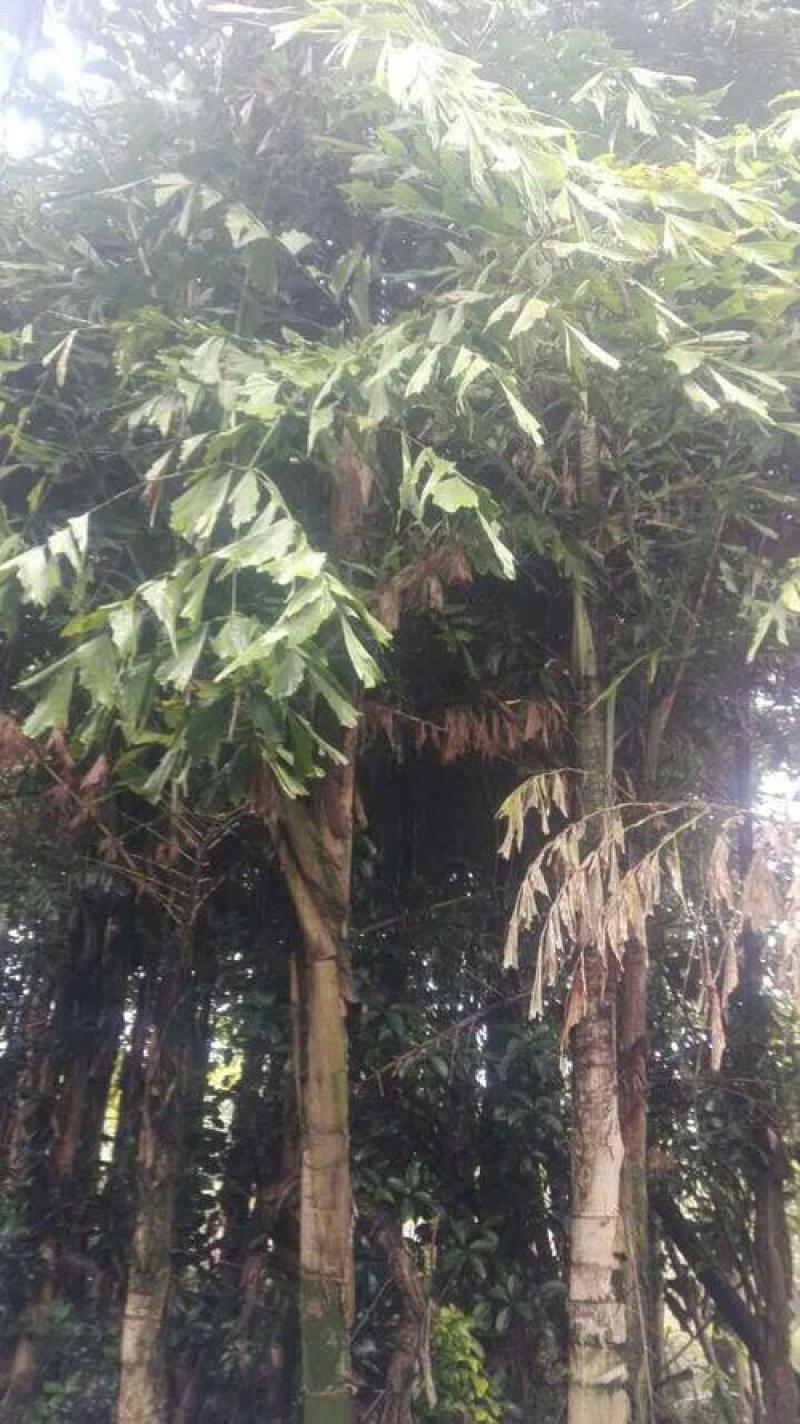 鱼尾葵种子鱼尾葵种子量大优惠提供种植技术