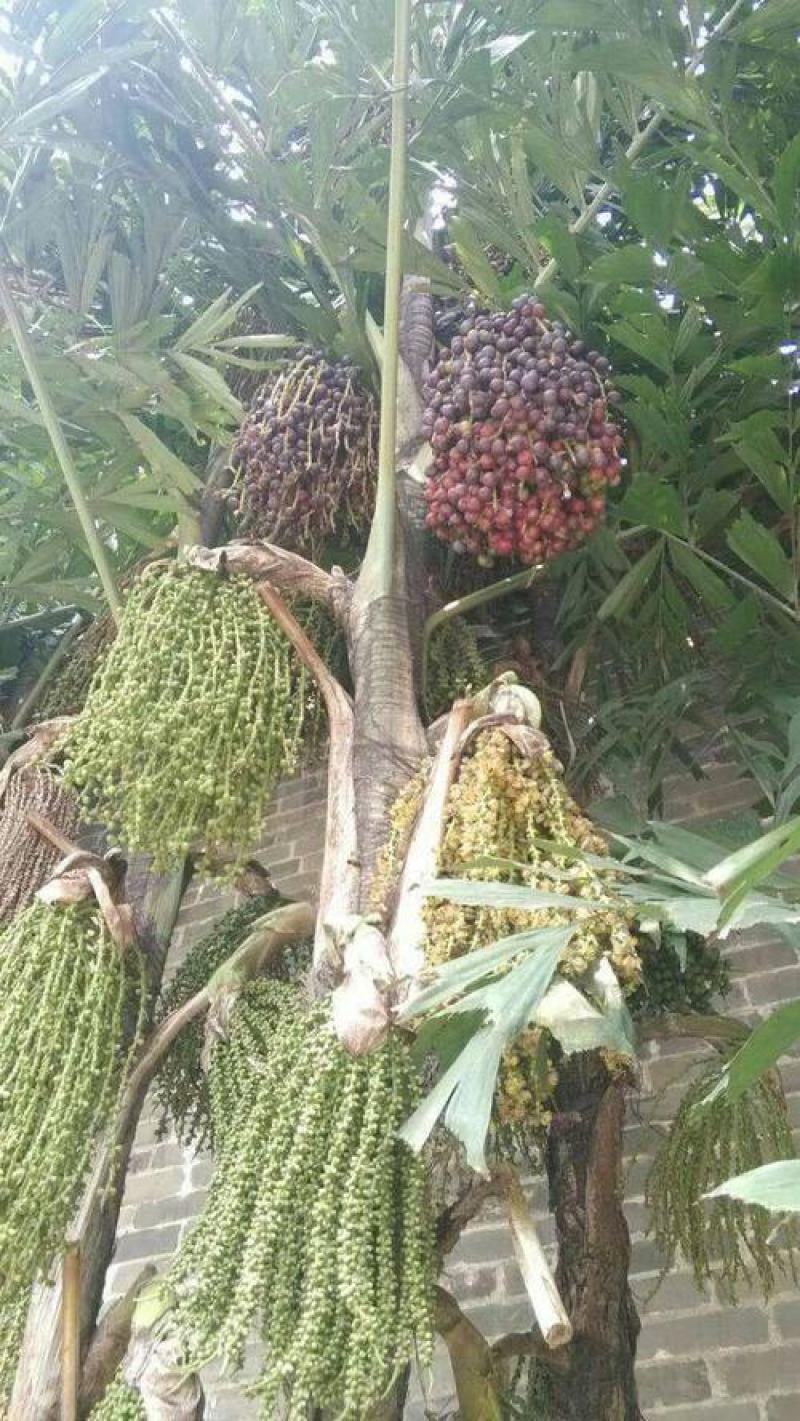 鱼尾葵种子鱼尾葵种子量大优惠提供种植技术