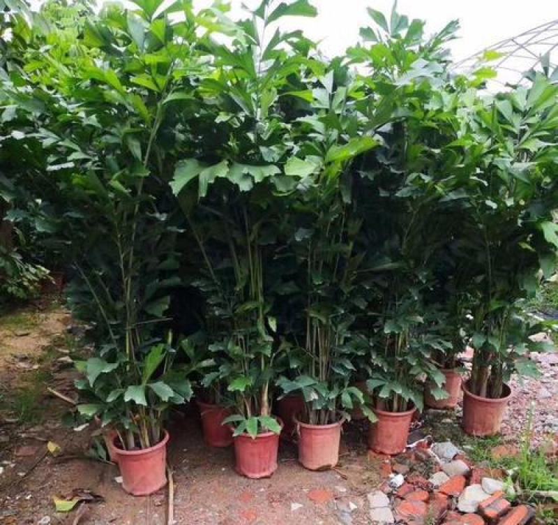 鱼尾葵树苗绿化风景树苗棕榈树苗别墅庭院门前种植的绿化风景