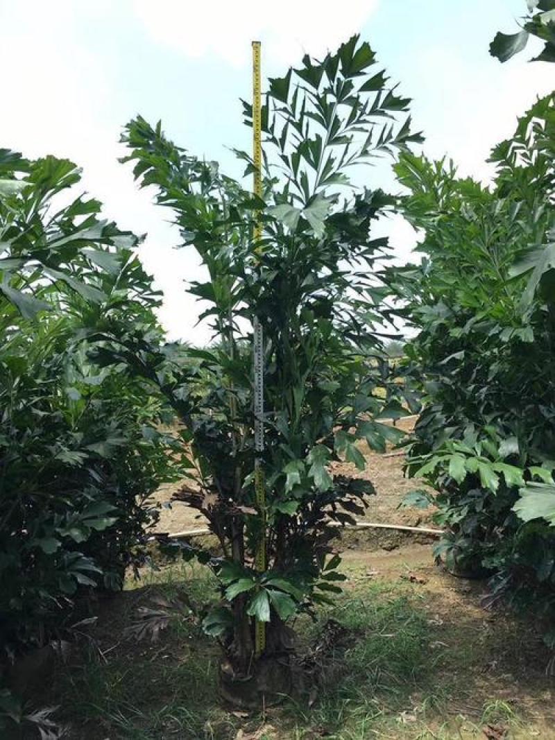 鱼尾葵树苗绿化风景树苗棕榈树苗别墅庭院门前种植的绿化风景