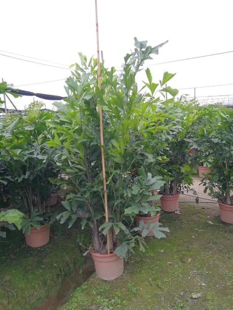 鱼尾葵树苗绿化风景树苗棕榈树苗别墅庭院门前种植的绿化风景