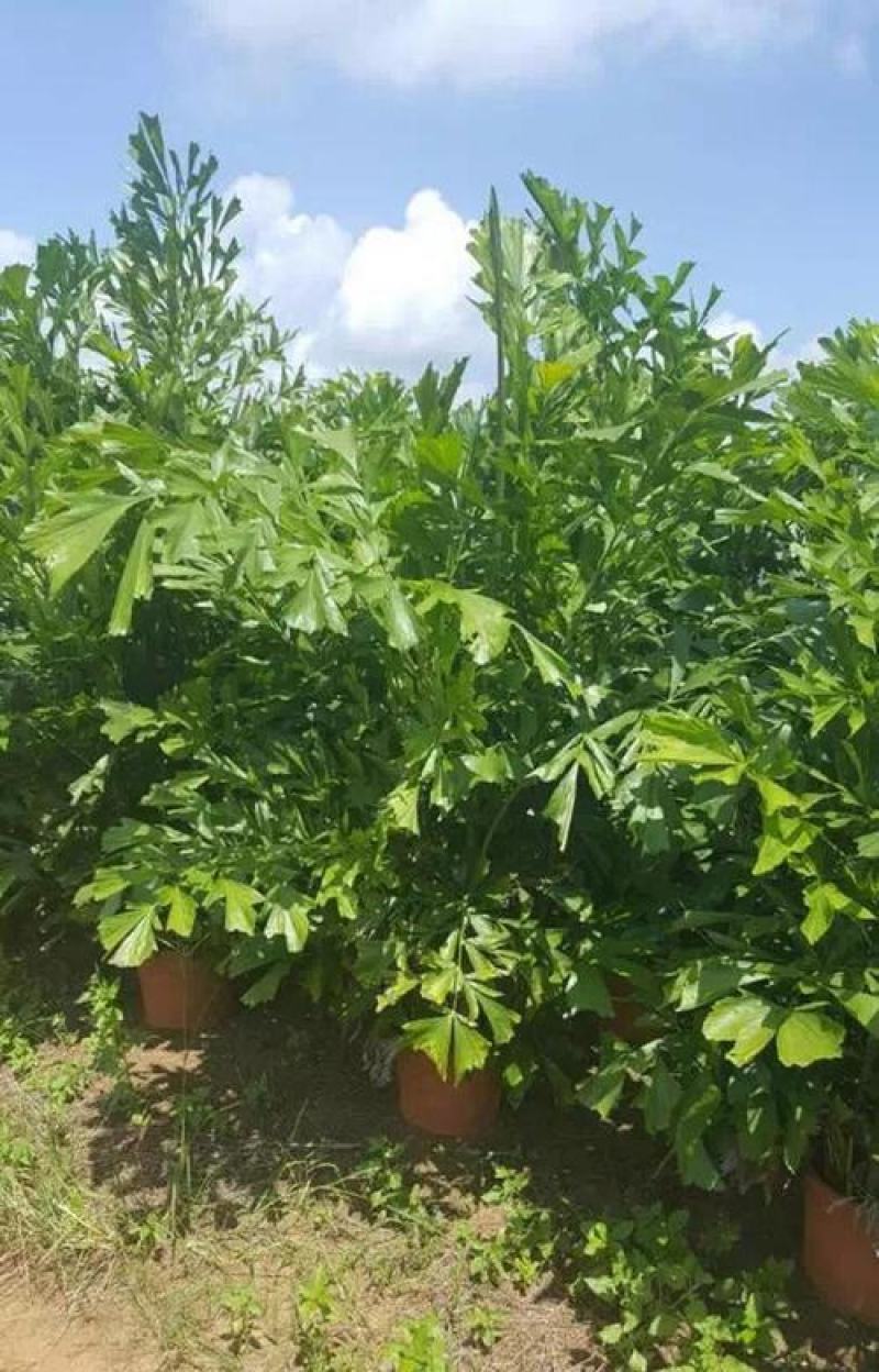 鱼尾葵树苗绿化风景树苗棕榈树苗别墅庭院门前种植的绿化风景