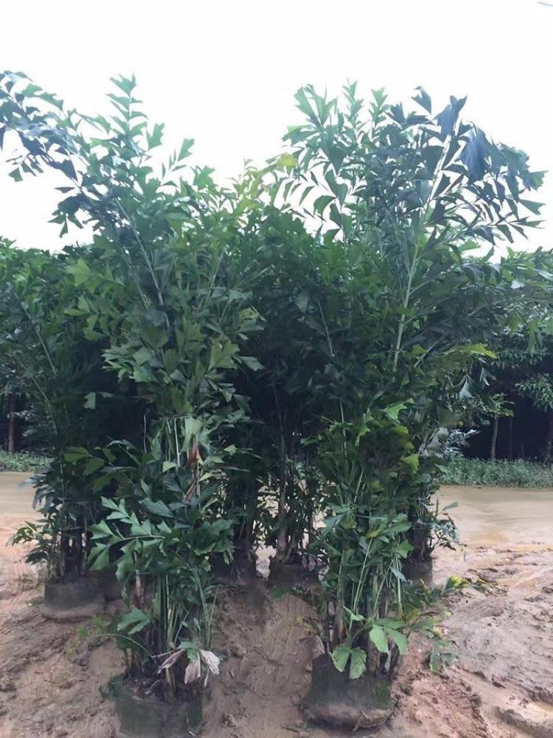 鱼尾葵树苗绿化风景树苗棕榈树苗别墅庭院门前种植的绿化风景