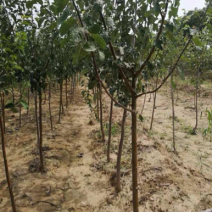 李子苗嫁接李子苗占地绿化苗建园品种苗基地直发